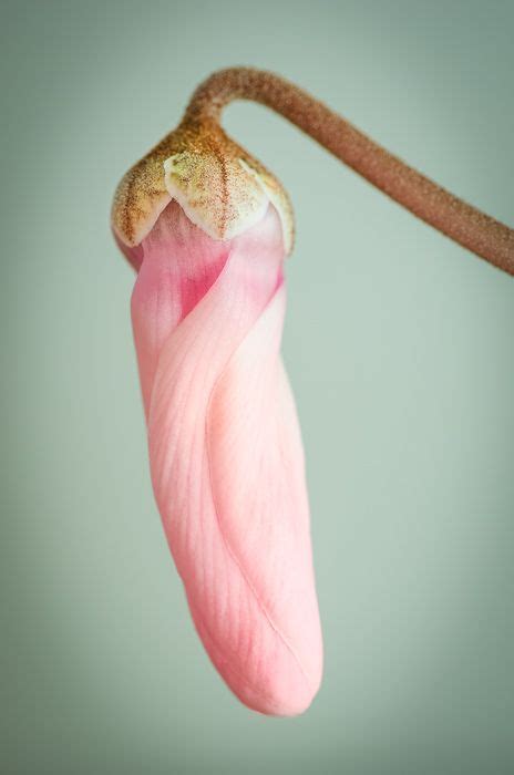 A Pink Flower Hanging From A Tree Branch