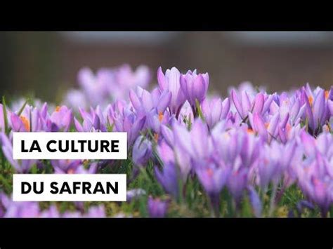 Comment Cultiver Du Safran Chez Soi YouTube Cultiver Potager