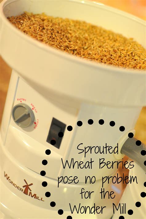 Kombucha Orange Sprouted Wheat Muffins Grain Mill Wagon