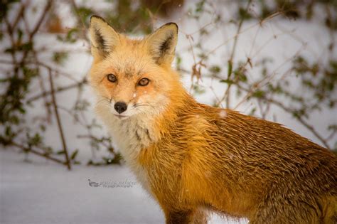 red fox snow | Wildlife photography, Red fox, Fox