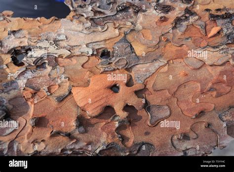 Abstract Pattern Of Bark From Tree Looks Like A Pile Of Puzzle Pieces