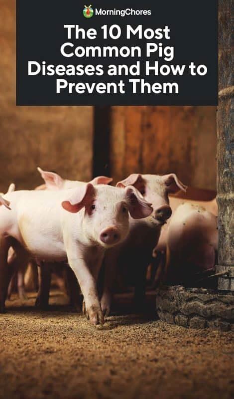 The 10 Most Common Pig Diseases and How to Prevent Them