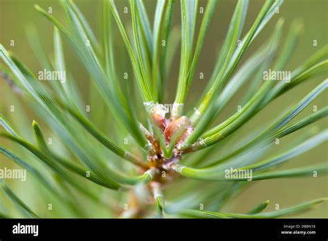 Yema Apical De Pino Fotografías E Imágenes De Alta Resolución Alamy