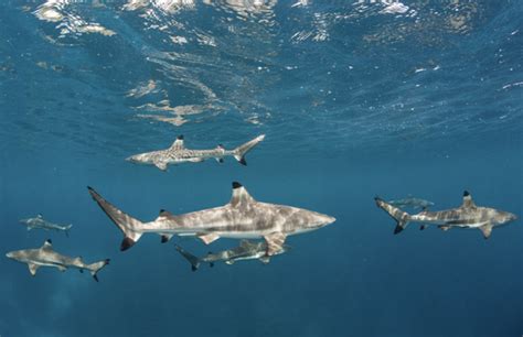 SHARK WEEK: U.S. leads world in unprovoked shark attacks | WorkBoat | Commercial Marine Industry ...