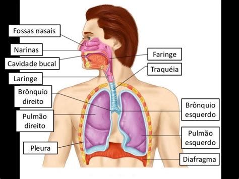 Principais Orgãos Do Sistema Respiratório - Sistema respiratório