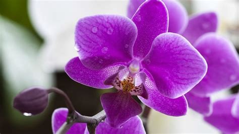 Las orquídeas - Las FLORES más bellas del mundo