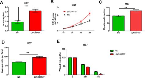 Up Regulation Of Linc Promoted Proliferation And Migration Of