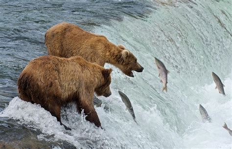 Two Brown Bears Catching Salmon At By Keren Su