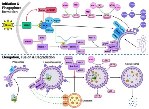 Autophagy In Pancreatic Cancer Encyclopedia Mdpi