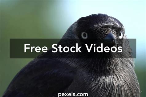 crow eye       stock video footage crow