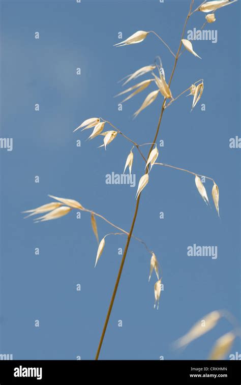 Avena Fatua Oats Wild Oats Stock Photo Alamy