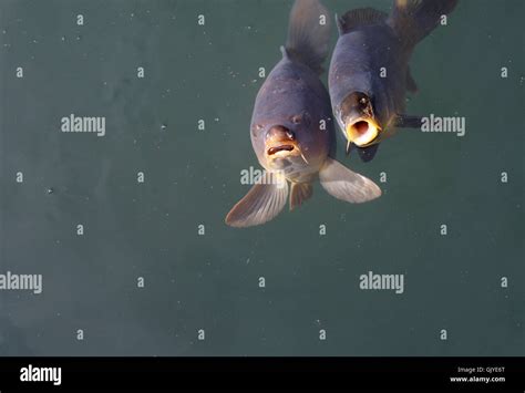 Fish Fins Hi Res Stock Photography And Images Alamy