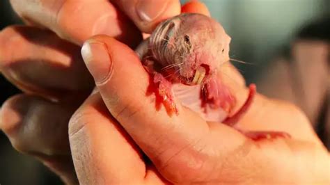 Naked Molerat Natures Weirdest Superhero Movie Highlights Where To Watch Why