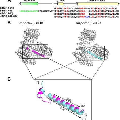 A Three Amino Acid Gap In The C Terminal Helix Of The Sibb Domain A Download Scientific