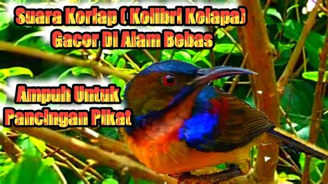 Suara Burung Kolibri Kelapa Burung Wiceh Gacor Ngalas Korlap Gacor