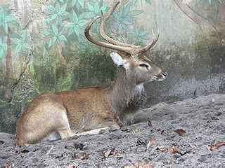 Conservation India » The Manipuri Brow-antlered Deer (Sangai) Habitat ...