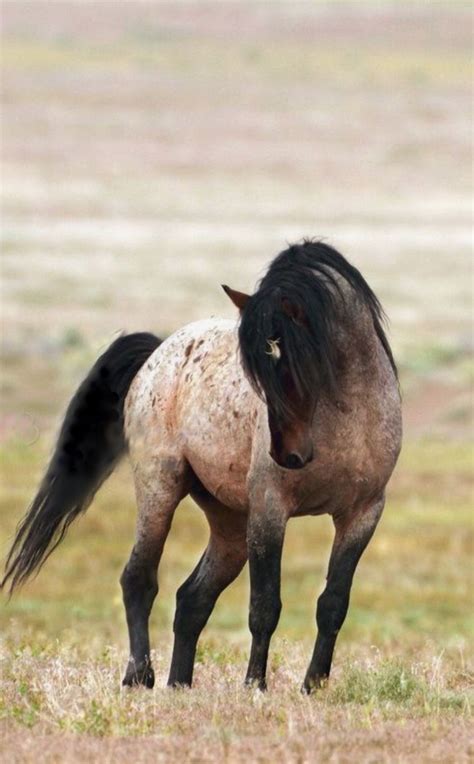 Wild Mustang Most Beautiful Animals Beautiful Horses Beautiful