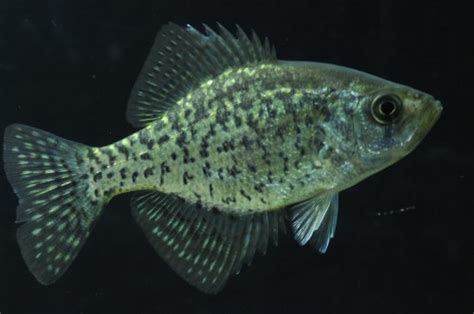 Black Crappie Pearson Ecological