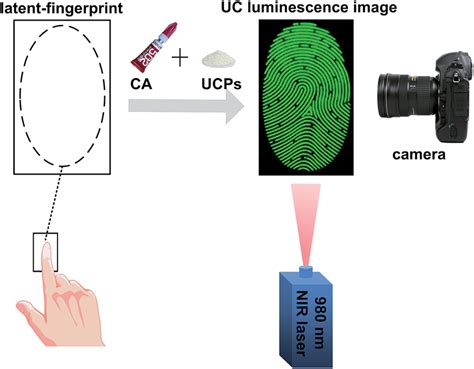 Strategy For Latent Fingerprint Detection With Ca Fuming And Ucps