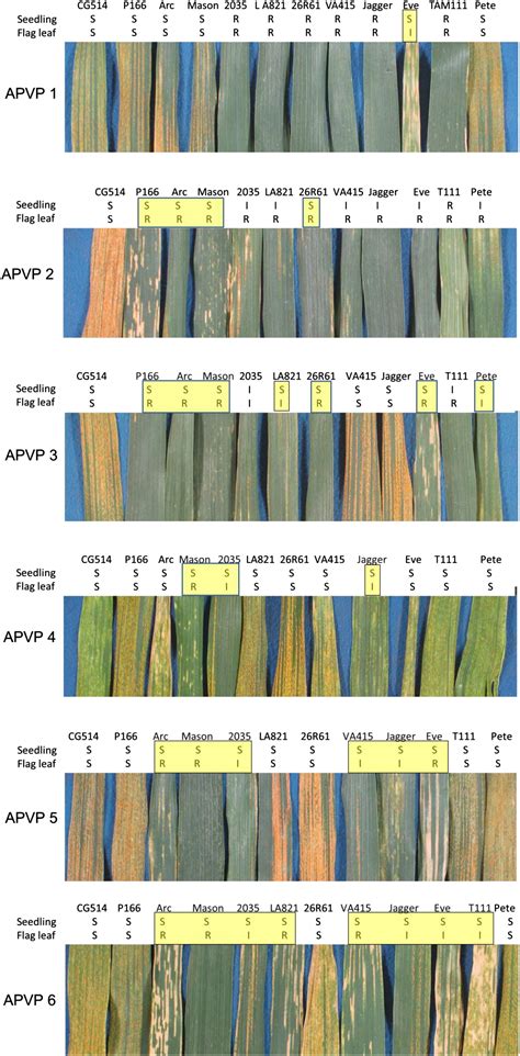 Race Specific Adult Plant Resistance In Winter Wheat To Stripe Rust And