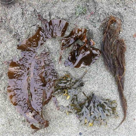 Marine Flora Of Er Ten Mile Point Stewart Friends Of