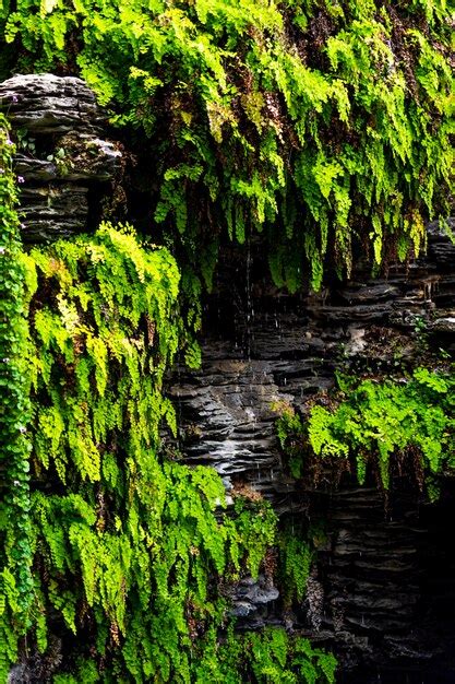 Premium Photo Plants Growing In Abandoned Building