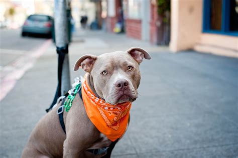 american, Pit, Bull, Terrier, Dog Wallpapers HD / Desktop and Mobile