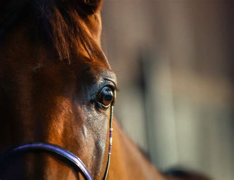 How To Help A Spooky Horse ⋆ How To Dressage