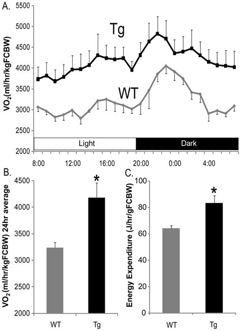 Oxygen Consumption And Energy Expenditure A Whole Body Oxygen