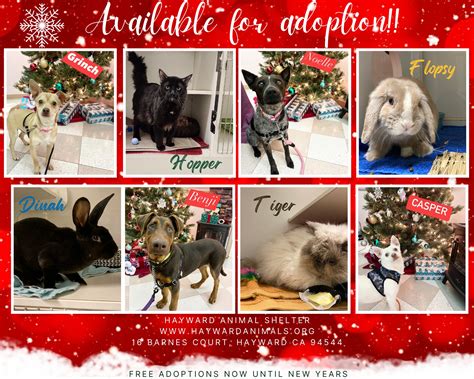 hayward animal shelter 2