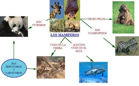 Cuadros Sinópticos Sobre Mamíferos Características Y Grupos Cuadro