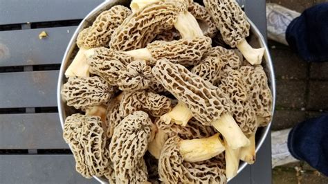 Morel Mushroom Spores In Sawdust Bag Garden Grow Kit Makes 5 Etsy