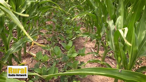 Planting Soybean Between Rows Of Corn Fridays In The Field Ep 5