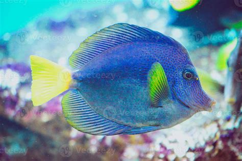 Blue And Yellow Zebrasoma Xanthurum Fish Swimming 18904186 Stock Photo