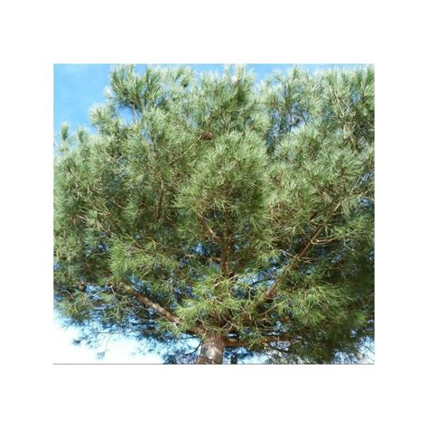 Pin Parasol Ou Pinus Pinea Est Un Conif Re Pouvant Atteindre M De Haut