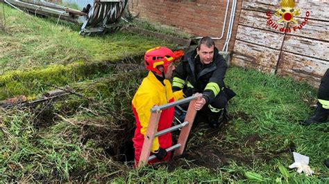 Cucciolo Cade Nel Pozzo Salvato Dai Vigili Del Fuoco