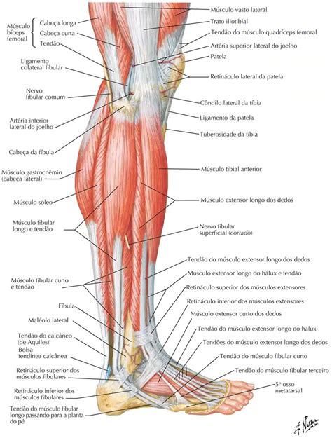 M Sculos Da Perna Posteriores Anatomia Humana Anatomia Youtube