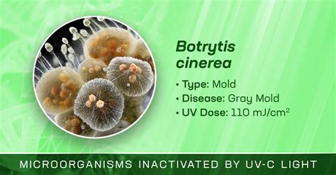 Botrytis cinerea is Inactivated by Germicidal UV Light - Ultraviolet.com