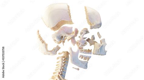 D Rendered Medical Illustration Of An Exploded View Of The Human Skull