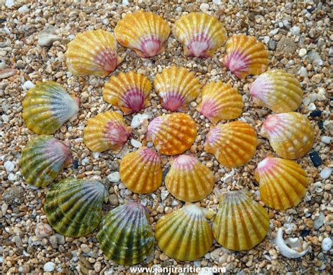 Janjira Rities‎Sea Shell Collecting Aloha | Sea glass shell, Sea shells ...