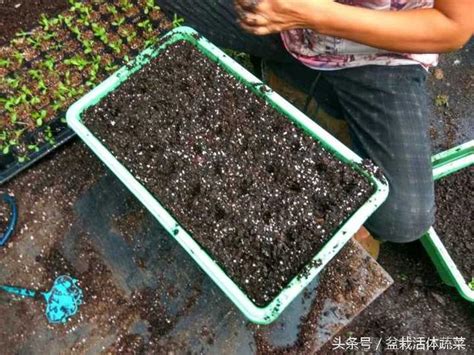 盆栽活體蔬菜之盆栽蔬菜移栽利器 每日頭條