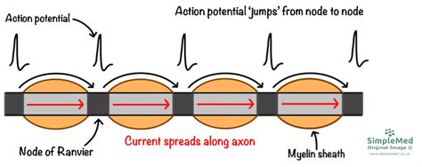 Action Potentials Simplemed Learning Medicine Simplified