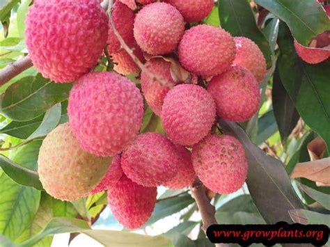 Lychee Tree How To Grow And Care