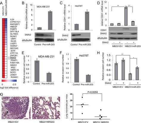 Mir 203 Targets Snai2 And Inhibits Breast Cancer Metastasis A Heat