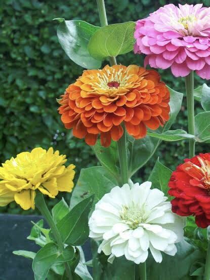 Zinnia elegans, Dahlia-Flowered Mixed – GREEN GARDENS