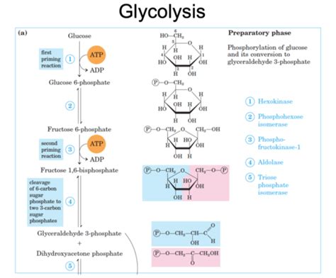 Carbohydrate Metabolism Part Flashcards Quizlet