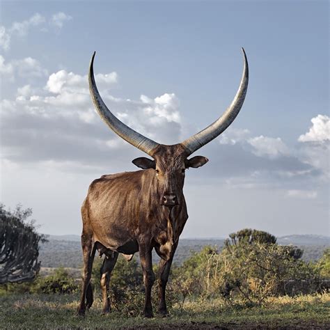 Ramaphosa Cows President Ramaphosa S Cattle Exhibited In Johannesburg Huffpost Uk News