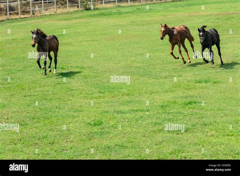 Poonawalla stud farm, pune, maharashtra, india, asia Stock Photo - Alamy