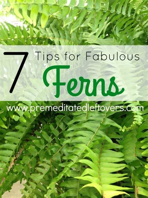 Outdoor Ferns In Pots A Guide To Growing And Caring For Ferns