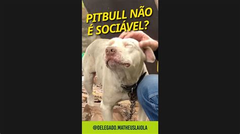 Antes E Depois Pitbull V Tima De Maus Tratos Youtube